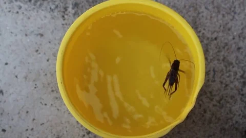 The crickets in the bucket of water Stock Footage 78212451