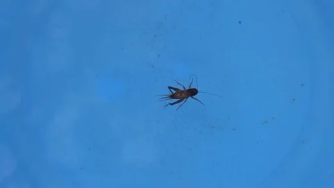 The crickets in the bucket of water Stock Footage 78212471