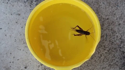The crickets in the bucket of water Stock Footage 78212475