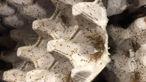 Crickets on cardboard Stock Footage 128302367