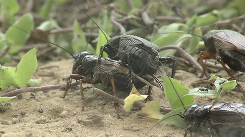 Crickets copulating Stock Footage 36442098