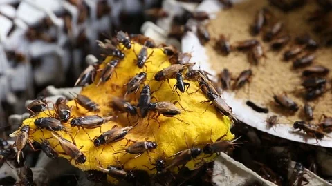 Crickets eating pumpkin in industrial farm Stock Footage
