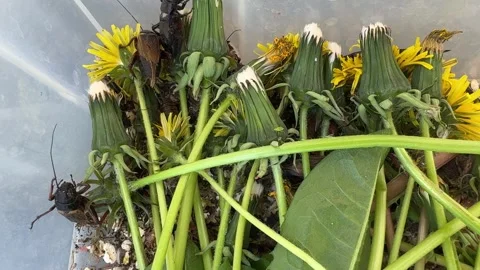 Crickets feeding on fresh dandelion stems and leaves Stock Footage 307844859