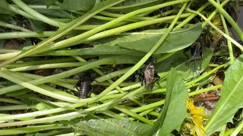 Crickets feeding on fresh dandelion stems and leaves Stock Footage 307844860