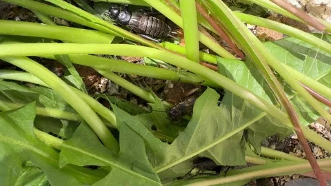 Crickets feeding on fresh dandelion stems and leaves Stock Footage 307844862