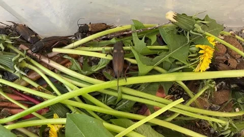 Crickets feeding on fresh dandelion stems and leaves Stock Footage 307844888