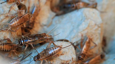 Crickets Stock Footage 29672523
