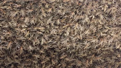 Crickets Stock Footage 144441693
