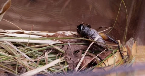 Crickets Stock Footage 199165348