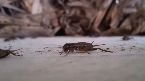 Crickets Video stock 236695970