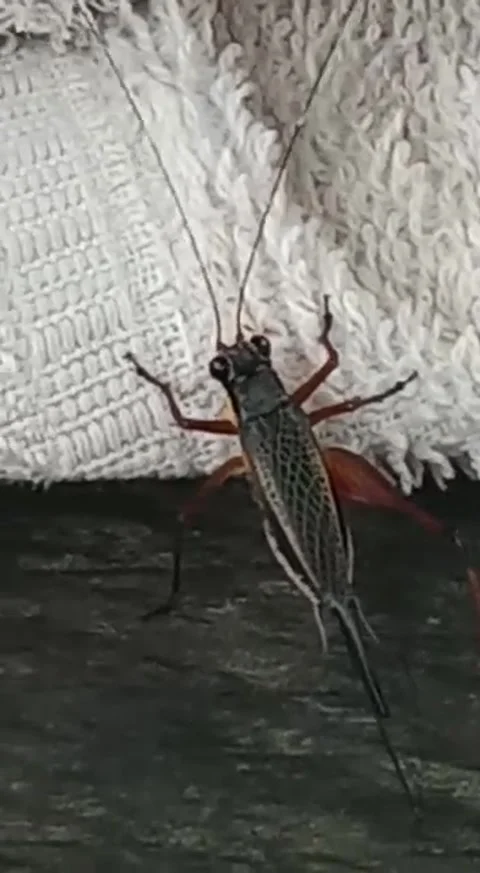 Crickets 스톡 동영상 241505551