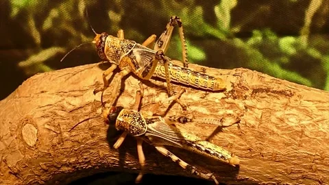 Crickets Stock Footage 279839610