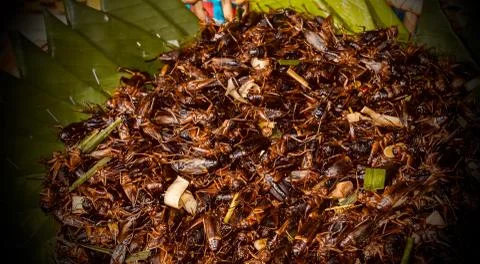 Crickets fried for eating. Stock Photos