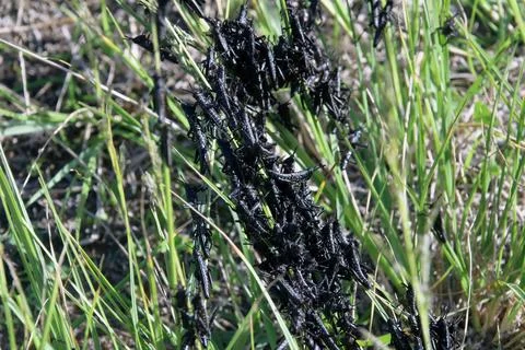 Crickets on grass Stock Photos