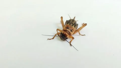 Crickets (Gryllidae) in a white background 스톡 동영상 314930444