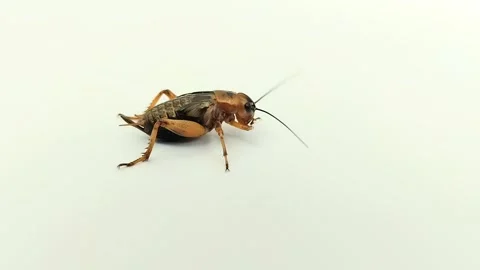 Crickets (Gryllidae) in a white background 스톡 동영상 314930452