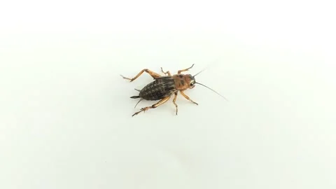 Crickets (Gryllidae) in a white background Stock Footage 314930530