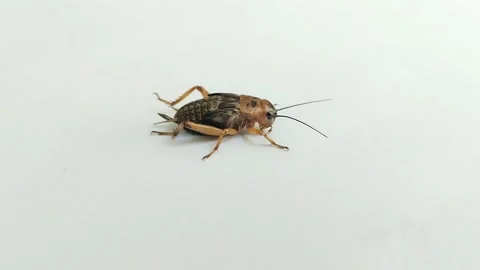 Crickets (Gryllidae) in a white background Stock Footage 314930568