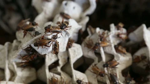 Crickets in industrial farm Stock Footage