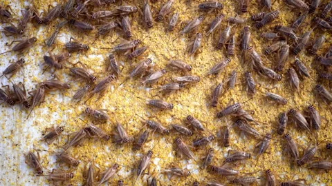 Crickets in industrial farm Stock Footage 154263978