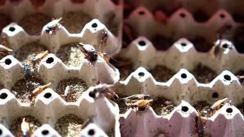 Crickets insect farm  Stock Footage 92588212