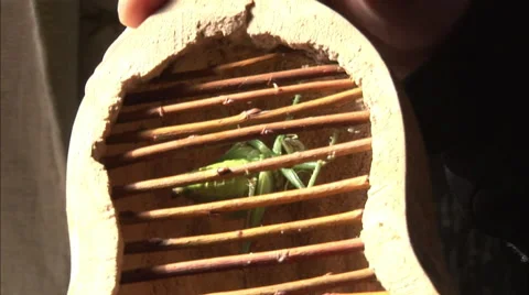 Crickets inside a gourd, chirping, China Stock Footage 56635038