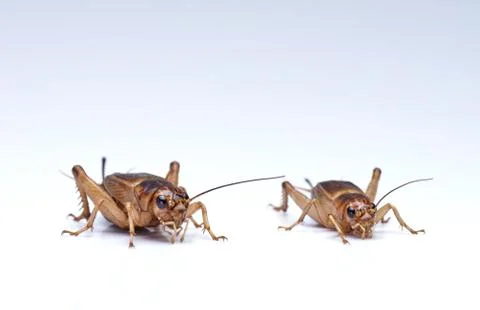 Crickets Stock Photos