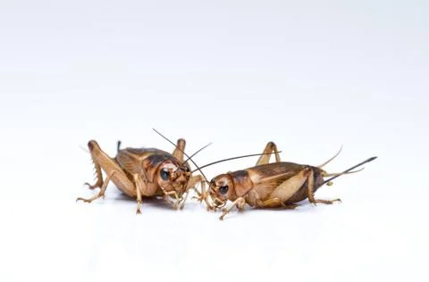 Crickets Stock Photos