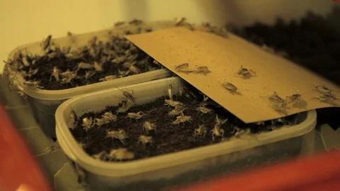 Crickets in the plastic container Stock Footage 99048923