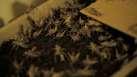 Crickets in the plastic container Video stock 99048968
