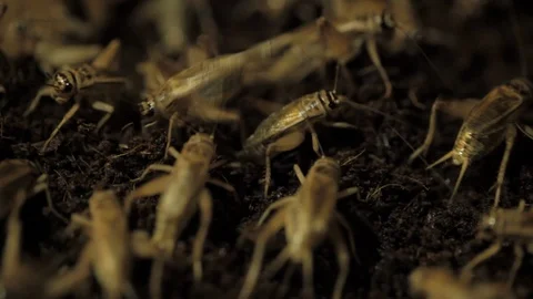 Crickets in the plastic container Stock Footage 99049017
