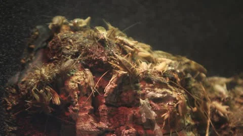 Crickets on rock Stock Footage 12726420