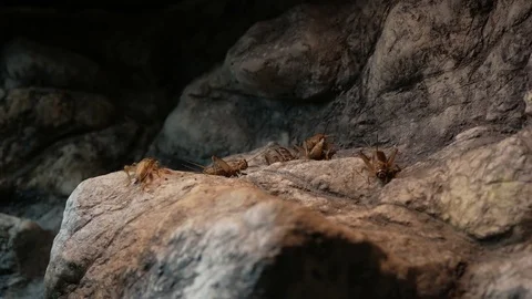 Crickets on the rock Video stock 74877021
