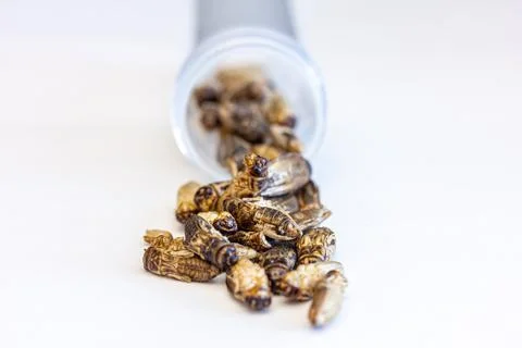 Crickets in small containers, against a white background Stock Photos