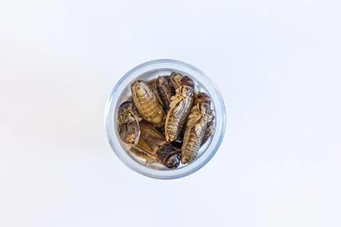 Crickets in small containers, against a white background Stock Photos