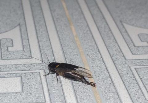 Crickets on the tile floor. Stock Photos