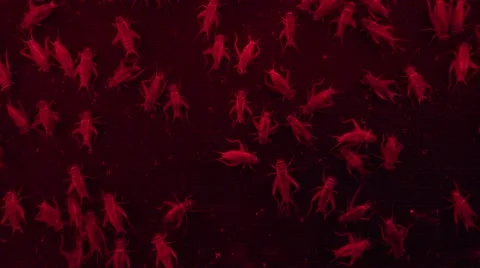 Crickets Under Red Light 4K Stock Footage 51852862