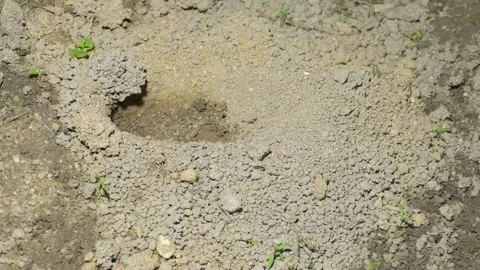 Crickets use their heads to push dirt out of holes. Video stock 292529822