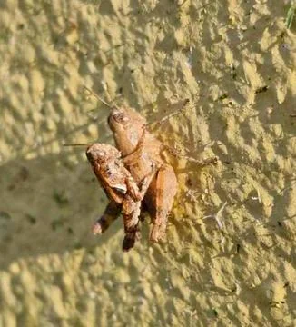 Crickets on a wall Stock Photos
