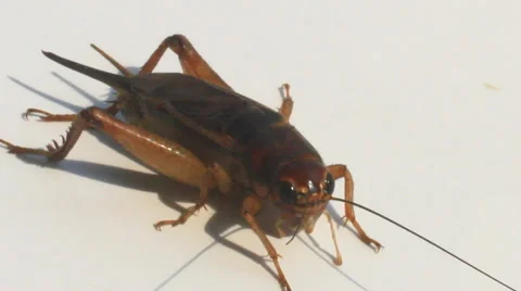 Crickets on a white background Stock Footage 50715617