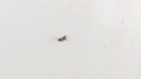 Crickets on a white floor with a blurred background Stock Footage 221886357