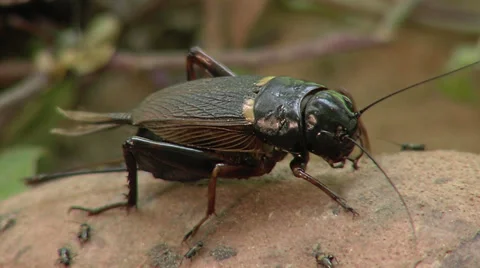 Crickets in the wildlife Stock Footage 36458763