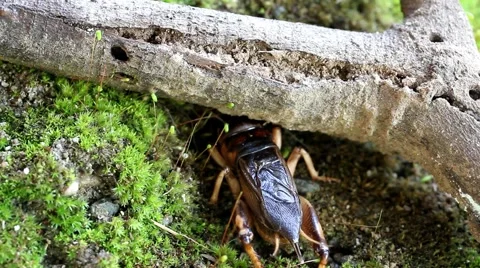 Crickets in the wildlife Stock Footage
