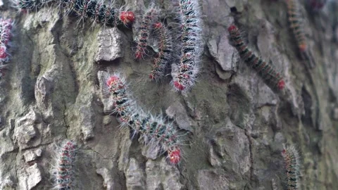 Cricula silkworm on tree trunk Stock Footage 275818360
