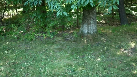 Crime Concept - A Walking Trail Next to Wooded Area Stock Footage 314586548
