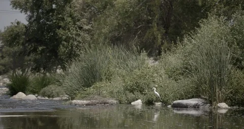 Crime Scene LA River Bird Crane WideShot Stock Footage 90583879
