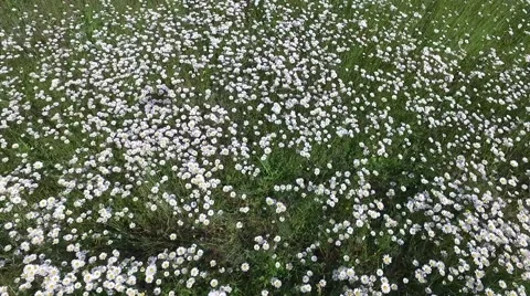 Crimea Chamomile Field 002 動画素材 68214081