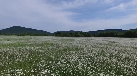 Crimea Chamomile Field 004 Stock Footage 68214068