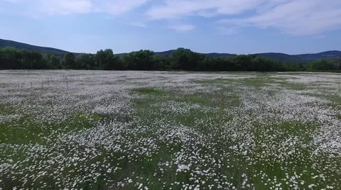 Crimea Chamomile Field 005 Stock Footage 68214079