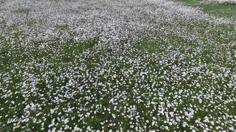 Crimea Chamomile Field Flyover Stock Footage 68214045